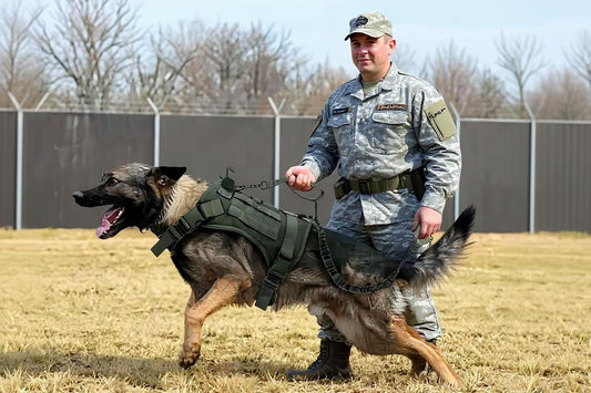 harnais pour chien militaire