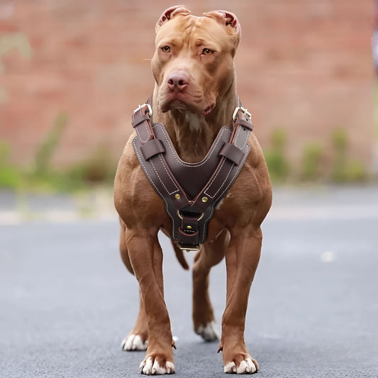 HARNAIS CHIEN EN CUIR | VÉRITABLE SFP