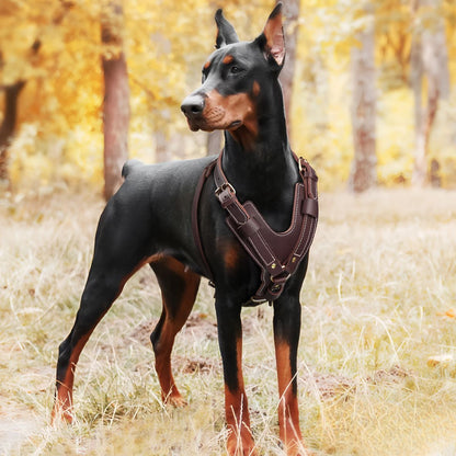 HARNAIS CHIEN EN CUIR | VÉRITABLE SFP