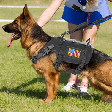 HARNAIS CHIEN TACTIQUE | K9™