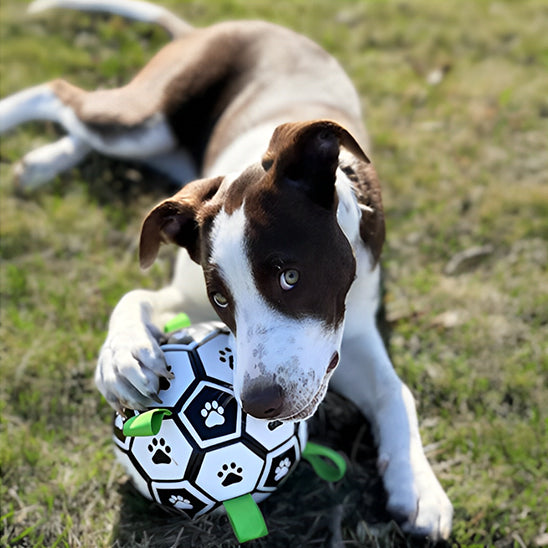 Balle pour chien de foot - PawKick