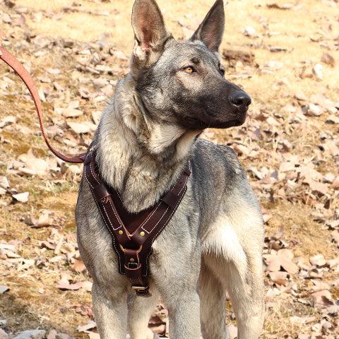 Berger allemand avec le Harnais pour chien en cuir veritable SFP brun durable