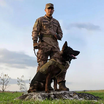 berger allemand qui porte le harnais pour chien militaire tacticontrol 