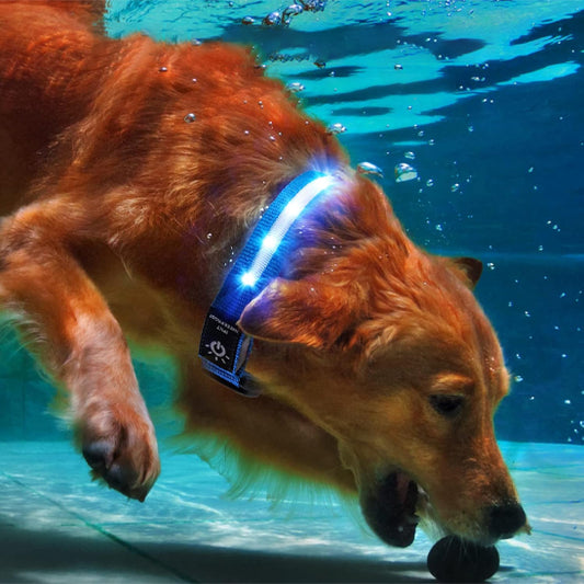COLLIER GPS CHIEN | AIRTAG LED™
