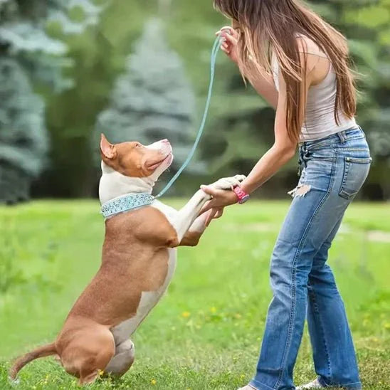 Collier pour Chien a clous essentiel et durable