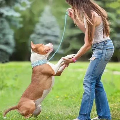 Collier pour Chien a clous essentiel et durable