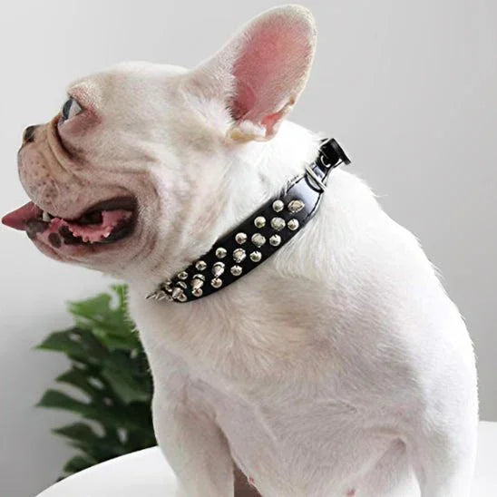 Collier pour Chien a clous robuste