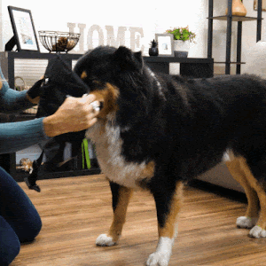 HARNAIS CHIEN DE SERVICE | SERVIDOG™