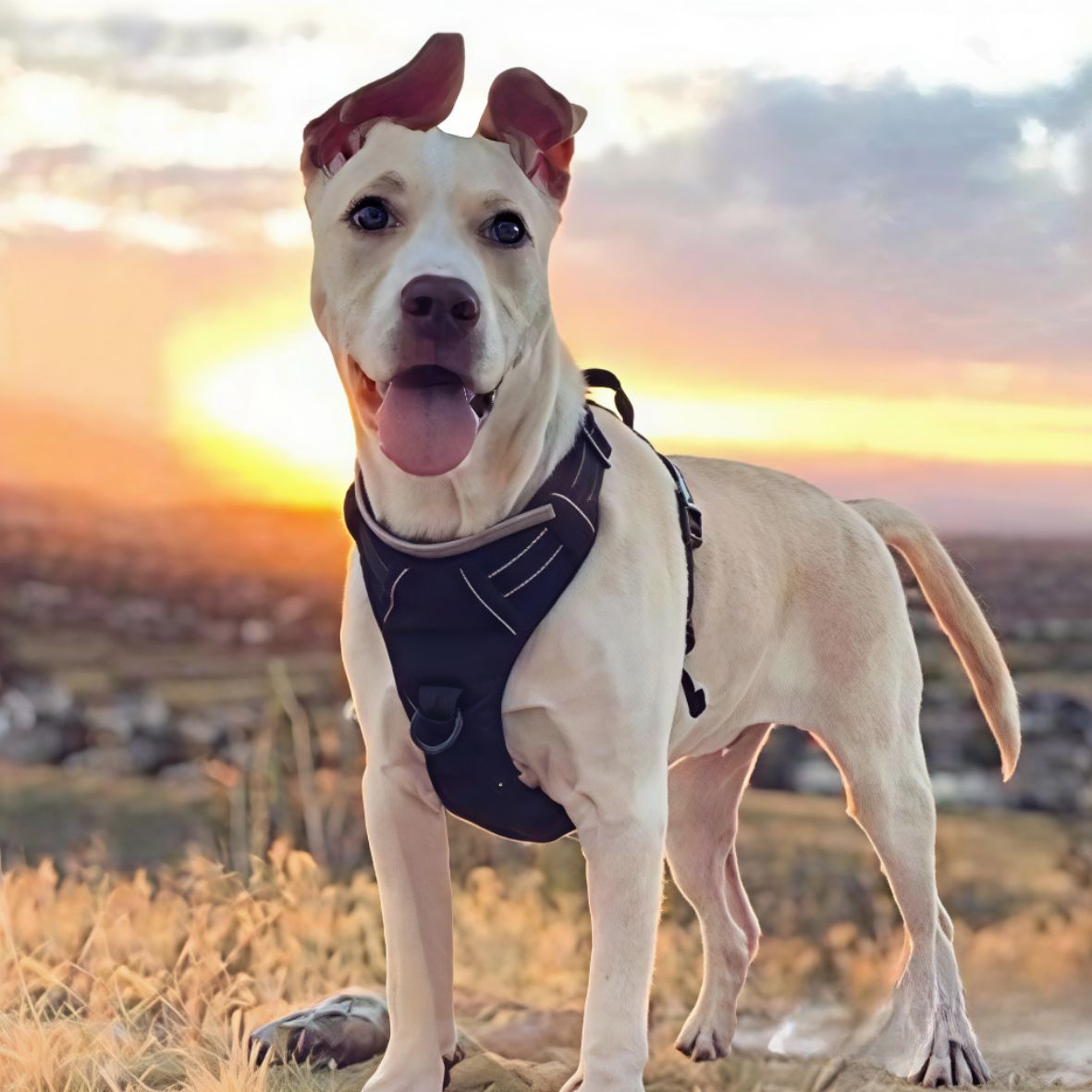 HARNAIS CHIEN ANTI TRACTION | VESTE RÉGLABLE
