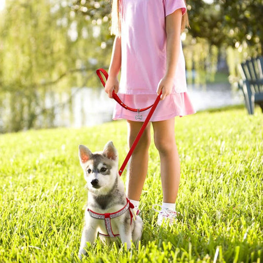 Harnais pour chien | Cuir suédé souple SFP