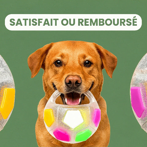 Jouet pour chien | Durable Interactif