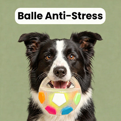 Jouet pour chien | Durable Interactif