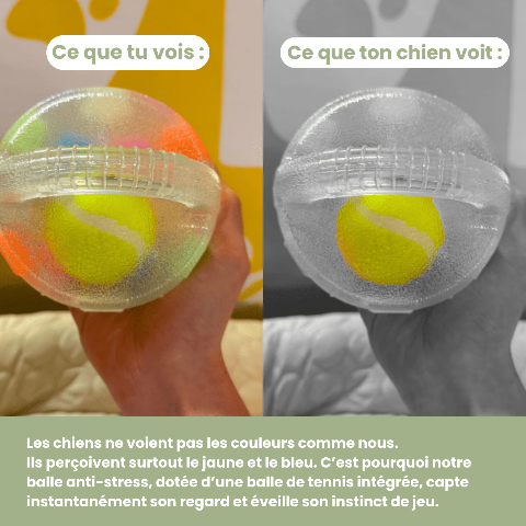 Jouet pour chien | Durable Interactif