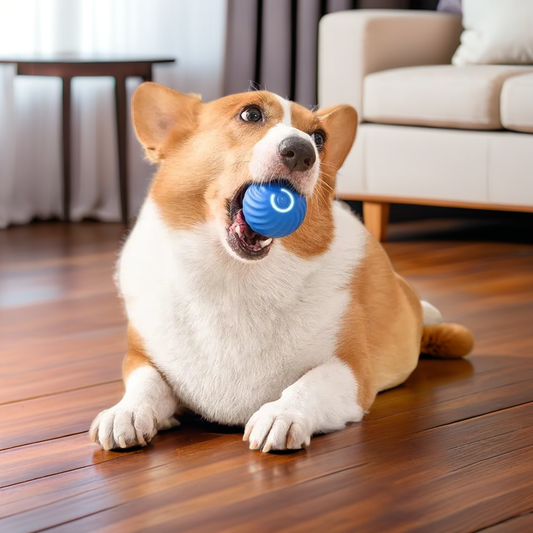 BALLE POUR CHIEN - BOULE INTERACTIVE