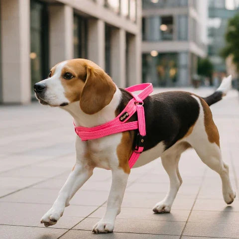 beagle qui marche dans la route en portant le harnais chien anti traction