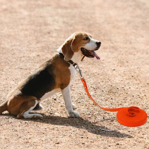 beagle qui porte la laisse pour chien en pvc impermeable rouge