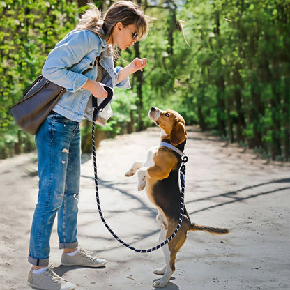 beagle qui porte la laisse pour chien rembourree noire