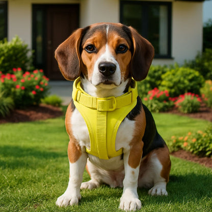 beagle qui porte le harnais anti traction chien jaune qui s'assoit dans un jardin
