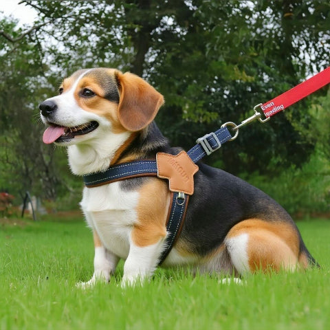 beagle qui porte le harnais anti  traction chien sangle de poitrine bleu durable