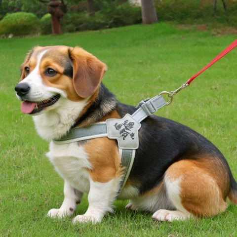 beagle qui porte le harnais anti  traction chien sangle de poitrine gris robuste
