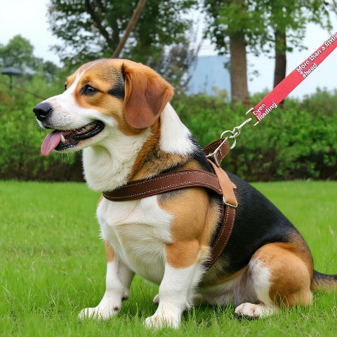 beagle qui porte le harnais anti  traction chien sangle de poitrine kaki confortable