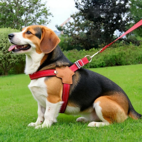 beagle qui porte le harnais anti  traction chien sangle de poitrine rouge