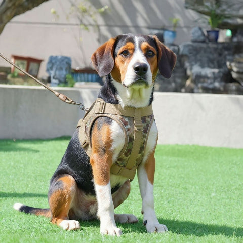 beagle qui porte le harnais anti traction pour chien servidog kaki camouflage joli