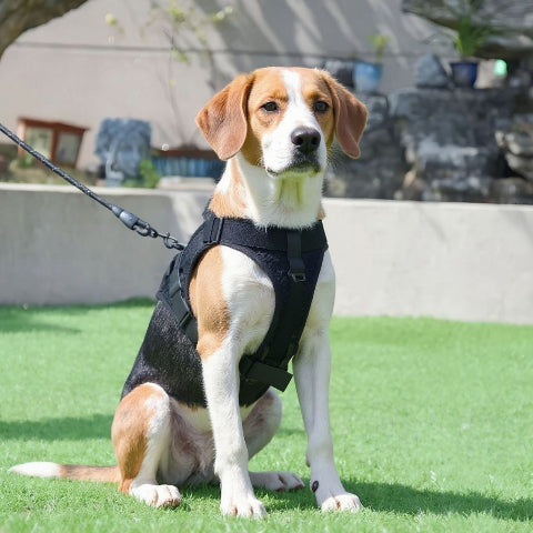 beagle qui porte le harnais anti traction pour chien servidog noir