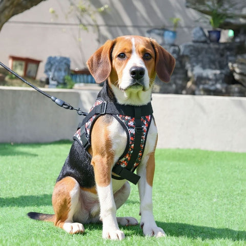 beagle qui porte le harnais anti traction pour chien servidog rouge camouflage chic