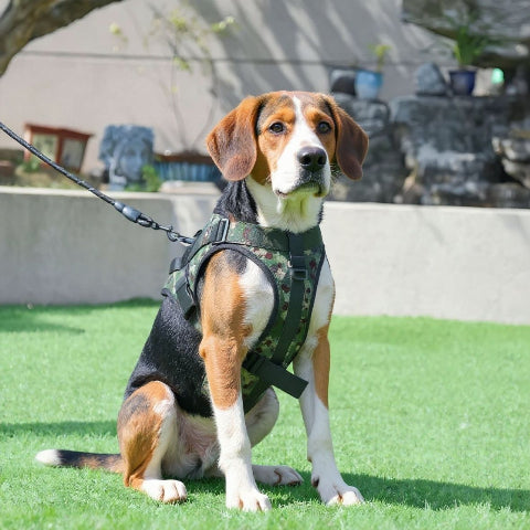 beagle qui porte le harnais anti traction pour chien servidog vert camouflage elegant