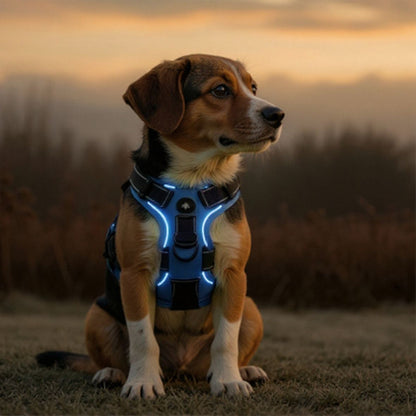beagle qui porte le harnais chien LED lumineux bleu pratique