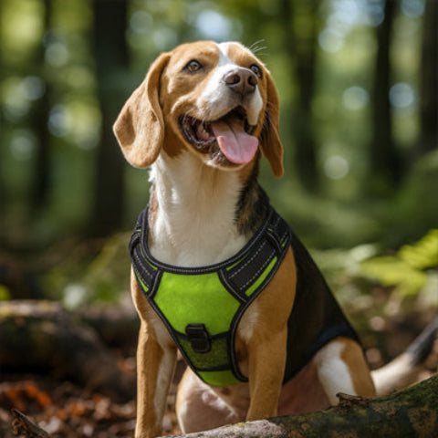 beagle qui porte le harnais chien LED lumineux vert