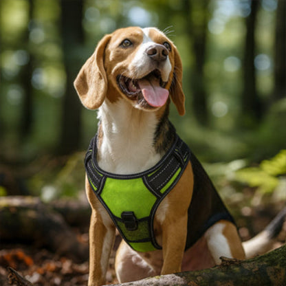 beagle qui porte le harnais chien LED lumineux vert