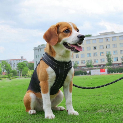 beagle qui porte le harnais chien avec poignee SFP noir essentiel