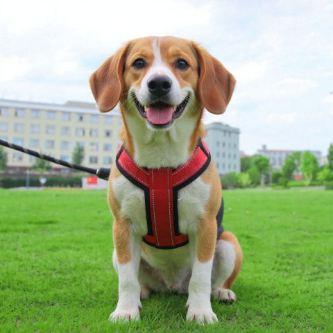 beagle qui porte le harnais chien avec poignee SFP rouge securitaire