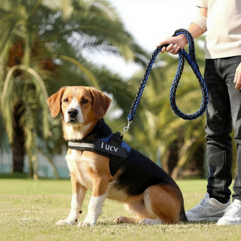 beagle qui porte le harnais chien de service servidog bleu essentiel