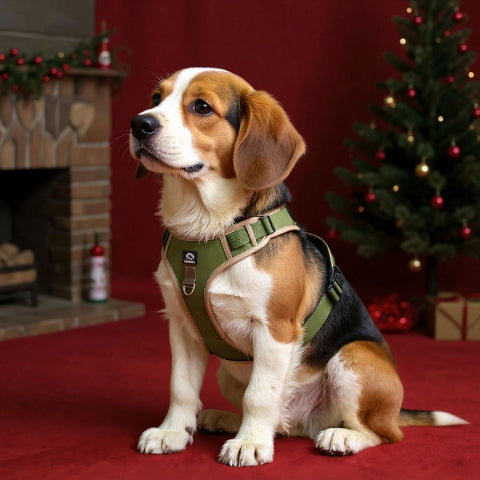 beagle qui porte le harnais chien veste  tactique kaki essentiel