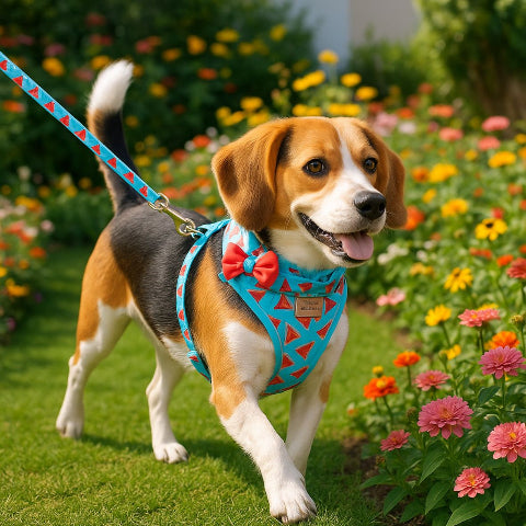beagle qui porte le harnais design watermelon elegant