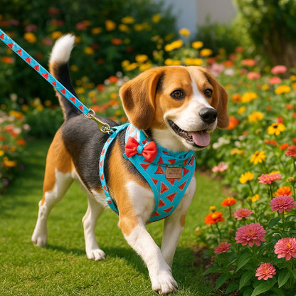 beagle qui porte le harnais design watermelon elegant