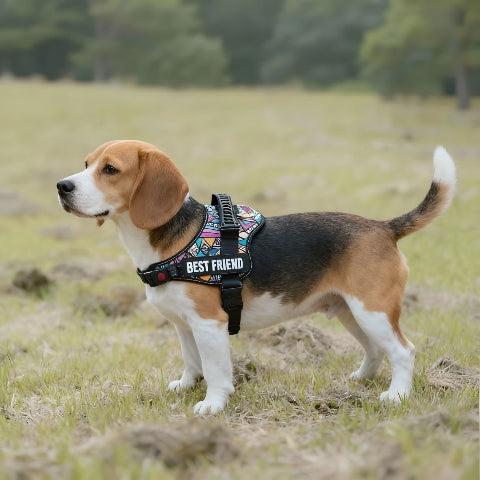 beagle qui porte le harnais pour chien de service Servidog avec des couleurs vives elegantes