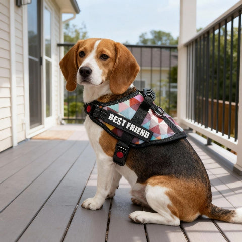 beagle qui porte le harnais pour chien de service Servidog rouge efficace