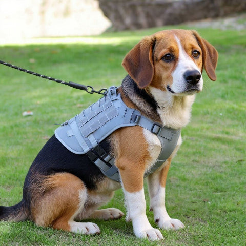 beagle qui porte le harnais tactique chien gris de bonne qualite