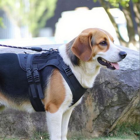 beagle qui porte le harnais tactique chien noir pratique