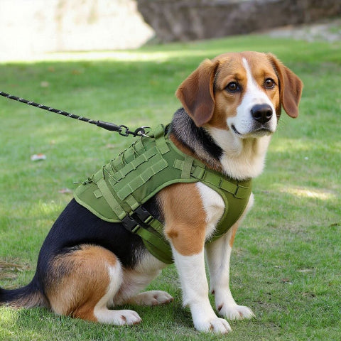 beagle qui porte le harnais tactique chien vert arme essentiel