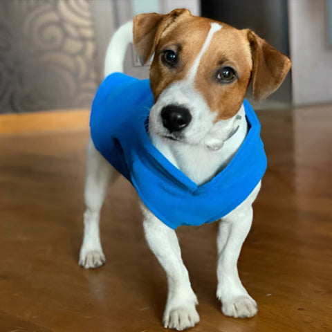 beaglequi porte le manteau chien bleu elegant