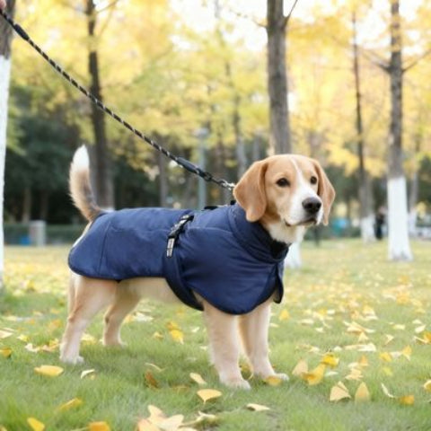 beagle qui porte le manteau chien impermeable bleu marine