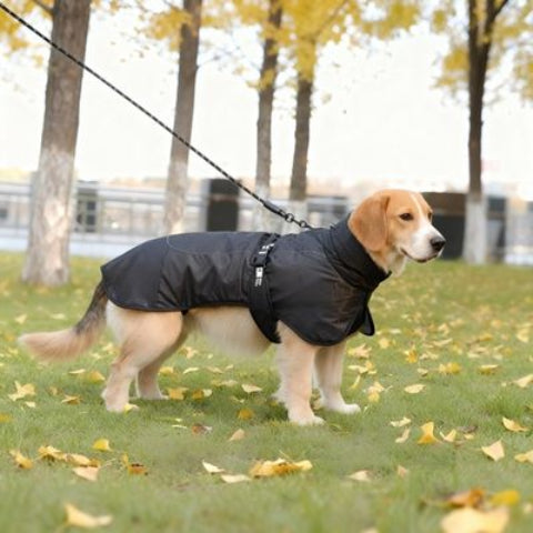 beagle qui porte le manteau chien impermeable noir tres confortable