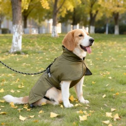 beagle qui porte le manteau chien impermeable vert elegant