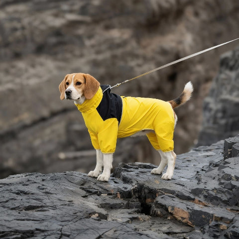 beagle qui porte le manteau pour chien pawtectpro jaune chic