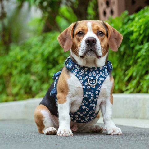 beagle erman qui porte le le harnais chien Truelove bleu saxony joli